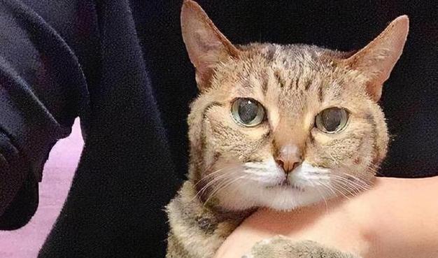 小猫教生活小技巧_小猫技巧教生活小妙招视频_小猫应该怎么教