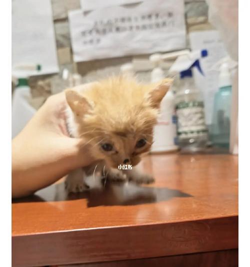 小猫教生活小技巧_小猫技巧教生活小妙招视频_小猫应该怎么教